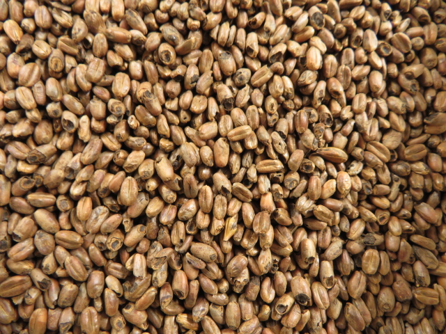 Carawheat® Weyermann® - Weizen-Caramelmalz (100-140 EBC) (MM)